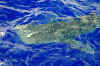 Whale Shark (3).jpg (246427 bytes)