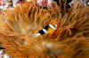 Orange-finned in a flame anemone.jpg (427010 bytes)