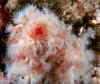 Club-tipped anemones (pink).jpg (174155 bytes)
