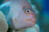Arc-eye hawkfish (CU).jpg (93512 bytes)