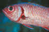 Bigscale soldierfish.jpg (163271 bytes)