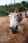 Friendly Bonaire donkey.jpg (78032 bytes)