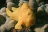 Frogfish (1).jpg (172048 bytes)