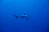 Gray reef shark (1).jpg (46031 bytes)