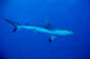 Gray reef shark (2).jpg (53504 bytes)