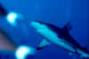 Gray reef shark.jpg (73526 bytes)