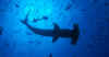 Hammerhead (silhouette).jpg (150433 bytes)