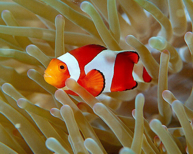 Pictures Of Clown Anemonefish - Free Clown Anemonefish pictures 
