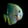 Pinnate batfish (cropped).jpg (45369 bytes)