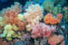 Soft corals.jpg (196018 bytes)