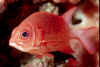 Tailspot squirrelfish.jpg (103748 bytes)