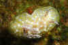 Gold-laced Nudibranch.jpg (177720 bytes)