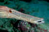 Trumpetfish Face.jpg (116215 bytes)