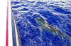 Whale Shark (1 - next to boat).jpg (271966 bytes)