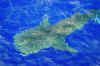 Whale Shark (2).jpg (219277 bytes)