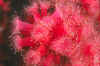 Pink strawberry-tipped anemoes (CU).jpg (182156 bytes)