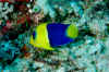 Bicolor angelfish.jpg (510113 bytes)