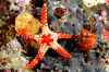 Colorful Palaun star and Tuirban shell.jpg (530411 bytes)