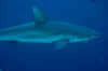 Gray Reef Shark (2).jpg (115383 bytes)