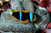Orange-finned anemonefish & host.jpg (443433 bytes)