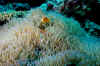 Pink anemonefish in big anemone.jpg (522969 bytes)