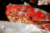 Red coral crab.JPG (394353 bytes)