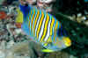 Regal angelfish (2).jpg (363469 bytes)