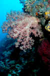 Soft coral white-red).jpg (231836 bytes)
