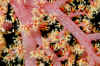 Soft coral (yellow-red).jpg (554465 bytes)
