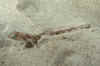 Lizardfish juvy (1).jpg (197591 bytes)