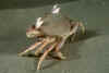 Mating Slender crabs (1).jpg (118658 bytes)