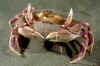 Mating Slender crabs (2).jpg (140034 bytes)