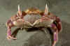 Mating Slender crabs (3).jpg (134788 bytes)