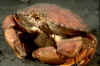 Red rock crab with eggs.jpg (125597 bytes)
