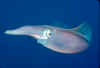 Reef squid.jpg (81399 bytes)