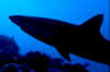 Shark silhouette.jpg (64552 bytes)