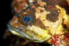 Balck-and-yellow rockfish head (CU).jpg (219639 bytes)