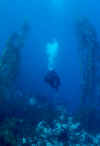 Diver cruising kelp (vert).jpg (41260 bytes)