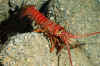 Lobster at Swiss Cheese.jpg (279820 bytes)