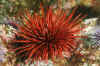 Red urchin.jpg (218468 bytes)