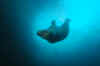 Sea lion dive bombs through.jpg (79274 bytes)