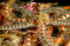 Spiny brittle star.jpg (232096 bytes)