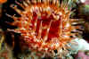 Stubby Rose anemone.jpg (185318 bytes)