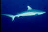 Gray reef shark at BC.jpg (69302 bytes)