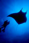 Manta Fantasy.jpg (40049 bytes)