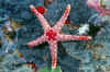 Necklace sea star.jpg (414628 bytes)