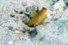 Yellow goby & bulldozer shrimp.jpg (172959 bytes)