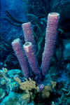 Purple tube sponges.jpg (117868 bytes)