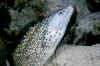 Spotted eel.jpg (203820 bytes)