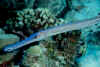 Trumpetfish (blue).jpg (173444 bytes)